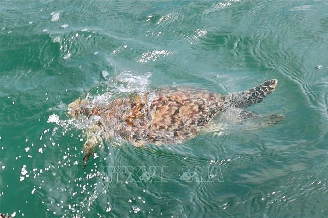 Ba Ria-Vung Tau: Rare sea turtle released back to wild | Vietnam+ ...