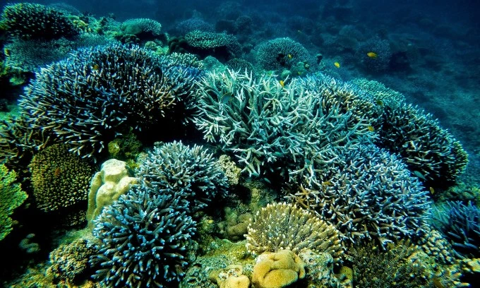 Thailand works to conserve coral reefs | Vietnam+ (VietnamPlus)