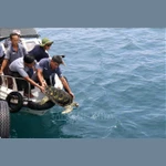 Une tortue imbriquée (nom scientifique Eretmochelys imbricata) est relâchée en mer. Photo : VNA