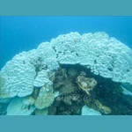 Côn Dao suspend des activités de baignade et de plongée pour protéger les coraux