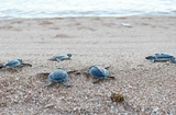 Con Dao during sea turtle breeding season
