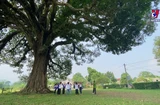 Preserving the 800-year-old heritage tree in Ha Tinh province