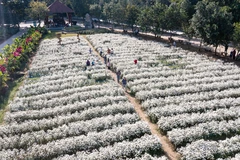 Pristine beauty of white daisies in Ninh Binh