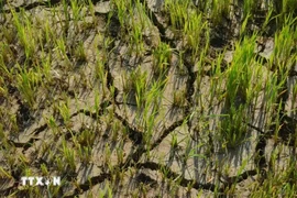 A drought-hit rice field in Bong Krang commune of Lak district, Dak Lak province. (Photo: VNA)