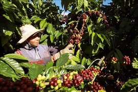 Coffee is among of the seven commodities posting export value of over 1 billion USD in H1. (Photo: VNA)