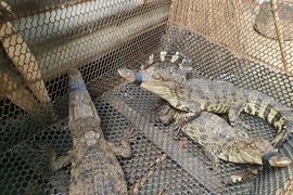 The official export to China is expected to provide an impetus for crocodile farming in Vietnam to develop sustainably. (Photo: VNA)