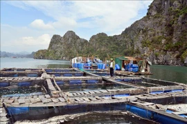 Fish cages of a resident in Cam Thuy ward of Cam Pha city, Quang Ninh province, were damaged by Typhoon Yagi. (Photo: VNA)