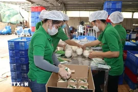 Workers of the Mekong Fruit Co. Ltd in Huu Dinh commune of Chau Thanh district, Ben Tre province, package fresh coconuts for export to China. (Photo: VNA)