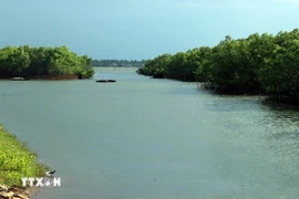 A mangrove forest on the Tam Giang - Cau Hai lagoon system in Phu Dien commune, Phu Vang district, Thua Thien - Hue province (Photo: VNA)