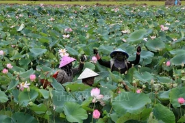 Dong Thap province is improving its lotus industry’s value chain for circular economy and green growth. It will host the second Mekong Startup Forum on November 15-16. (Photo: VNA)