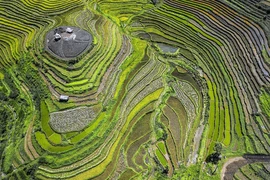 Saison du riz mûr des champs en terrasses à Hoa Binh