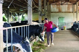 De nombreuses entreprises collaborent avec des localités pour créer des zones d’élevage et des chaînes de production associées à la transformation. Photo : VNA/CVN