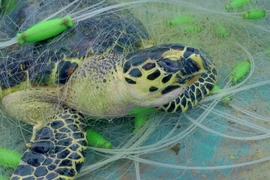 Viaje de 10 años de conservación de tortugas marinas en Vietnam