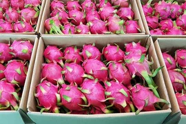 Vietnam exporta pitaya de pulpa roja y amarilla al mercado de Arabia Saudita. (Fuente:Internet)