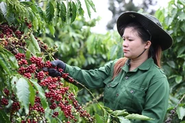 Exportaciones de café vietnamita superan 3 mil millones de dólares en primer semestre