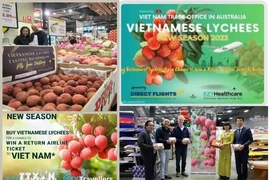 La Oficina Comercial de Vietnam en Australia ha llevado a cabo una serie de actividades de promoción del lichi en el país de Oceanía en los últimos tiempos. (Fuente:VNA)