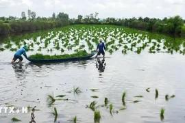 Los agricultores de la provincia de Ca Mau siembran semillas de arroz en tierras de cultivo de camarones. (Fuente: VNA)