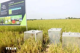 Se utiliza equipo para medir las emisiones de gases de efecto invernadero en un modelo de cultivo de arroz orgánico en Can Tho. (Fuente: VNA)