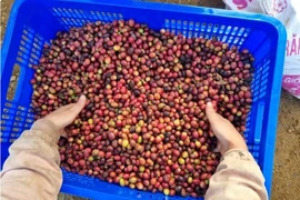 越南咖啡。图自越通社