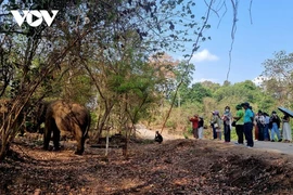 约敦国家公园和亚洲动物基金自2018年年中以来联合开展大象友好型生态旅游。图自越南之声