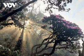 要想到普塔凉峰顶赏花，游客必须穿越一片生长着数百年古树的原始森林。图自 《越南之声》