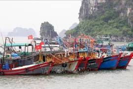 Des navires de pêche ancrés au port de Quang Ninh. Photo: VNA