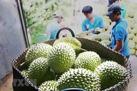 Au premier trimestre 2024, la Chine a importé 35.000 tonnes de durians vietnamiens via le poste-frontière international Youyi. Photo : VNA