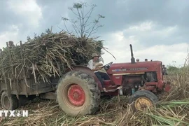 Grâce au renforcement de la mécanisation dans la production, à l’application de la technologie 4.0 dans la culture et à la prise de mesures de défense commerciale, la filière canne à sucre a enregistré une croissance significative. Photo : VNA