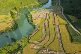 Les champs de riz mûr dans la commune de Phong Nam, district de Trung Khanh, province septentrionale de Cao Bang. Photo : Vietnam Illustré