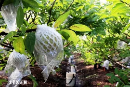 Le pommier cannelle est cultivé selon le modèle de l'application de la haute technologie jusqu'au moment de la récolte à Tay Ninh. Photo : Hong Dat/VNA