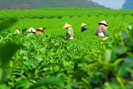 Exportaciones del té de Vietnam crecieron 30% en el primer semestre de 2024