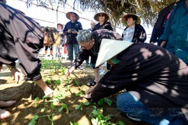 Cultivo de verduras en aldea de Tra Que atrae a visitantes extranjeros