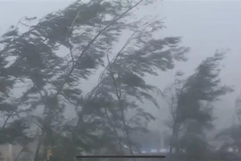 Des vents violents accompagnés de pluies diluviennes dès le matin du 7 septembre dans la région de Bach Long Vi. Photo : VNA