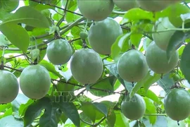 Des fruits de la passion du Vietnam. Photo : VNA