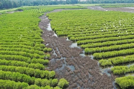 Un élan dans le Centre-Sud pour restaurer les forêts de mangrove