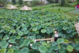 Captivating lotus pond at Moc Chau national tourist site