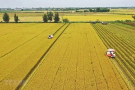 Vietnam will need about 2.7 billion USD to implement its project of planting 1 million hectares of high-quality rice from now to 2030 - Illustrative image (Photo: VNA)