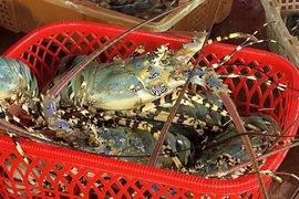 Vietnamese lobster - Illustrative image (Photo: VNA)