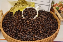 On May 6, coffee prices stood at about 100,000 VND per kg, thus, they declined about 30,000 VND per kg in less than one week. (Photo: VNA)