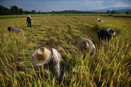 Farmers harvest rice in a field in Chiang Mai, Thailand. (Photo: AFP/VNA)