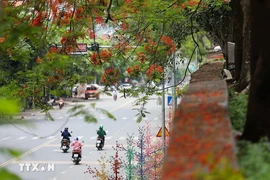 Flores de flamboyán iluminan las calles en Hoa Binh