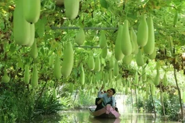 Marcas de productos agrícolas impulsan el atractivo de destinos turísticos en Delta de Mekong