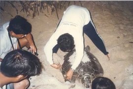 Con Dao pendant la saison de reproduction des tortues marines