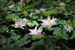 La saison de floraison des lotus à Ninh Binh attire de nombreux touristes