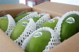 Can Tho exporte son premier lot de mangue verte vers l'Australie et les États-Unis
