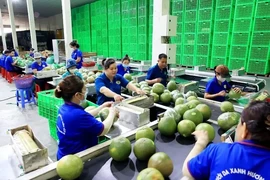 Les exportations de fruits et légumes devraient atteindre un record en 2024 