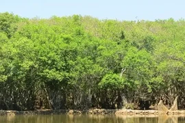 La moitié des écosystèmes de mangrove risquent de s'effondrer