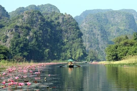 Fleurs de nénuphars violets à Ninh Binh