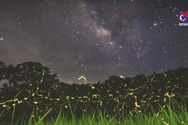 越南首次推出夜间穿越森林观赏萤火虫的旅游线路