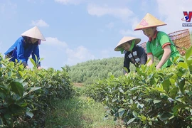 国际消除贫困日：越南可持续减贫的一场革命